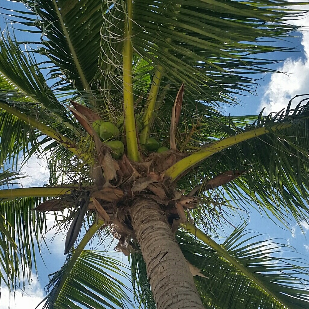 Meet your Posher, MemeTo_Three